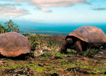 tortugas-hotel-galapagos